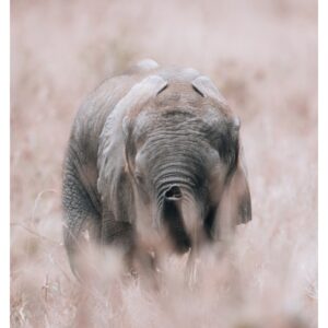 Plakat Premium "Quietude"